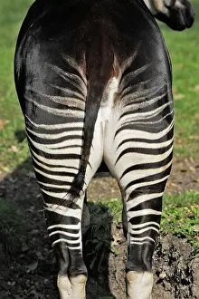 Okapia: Okapi - female. In captivity