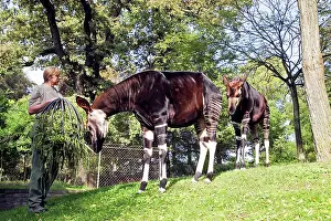 Okapia: Okapi - male