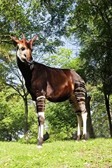 Okapia: Okapi - male