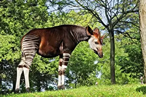 Okapia: Okapi - male