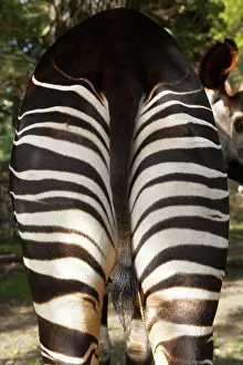 Okapia: Okapi - male