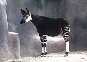 Stripes: OKAPI - male