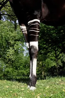 Okapia: Okapi - male. In captivity