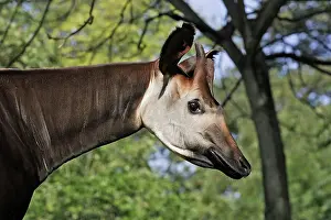 Okapia: Okapi - male. In captivity