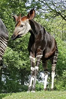 Okapia: Okapi - male. In captivity