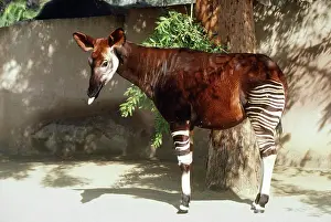 Johnstoni: OKAPI