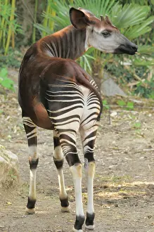 Zoological: Okapi (Okapia johnstoni) Endangered species Captive