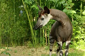 Zoological: Okapi (Okapia johnstoni) Endangered species Captive