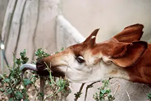 Reaching: OKAPI - reaching for food with tongue