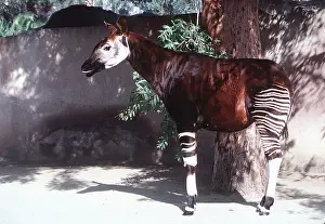 Bonnie Weisser: OKAPI - sideview