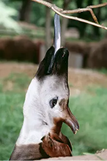 Sticking: OKAPI - Sticking Tongue out to lick branch