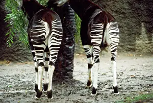 Okapia: OKAPI-STRIPE PATTERNS