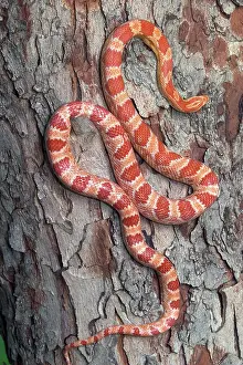 Guttata: Okeetee Corn Snake