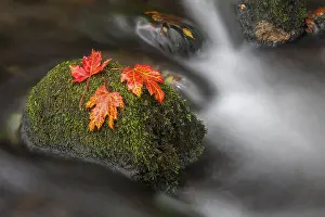 Riverbeds: Okement River - Okehampton - Devon - UK