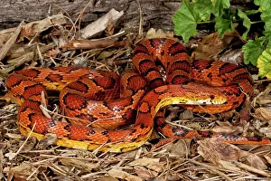 Guttata: Oketee Corn Snake, Elaphe guttata, Native