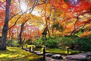 Acer: okochi'sanso path, Japan