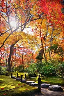 Acer: okochi'sanso path, Japan