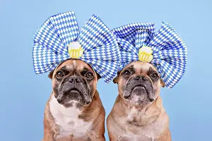 Fair: Oktoberfest French Bulldog dogs wearing large bl