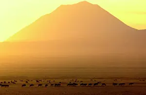 Lengai: Ol Doinyo Lengai (volcano) and Wildebeest, at sunrise