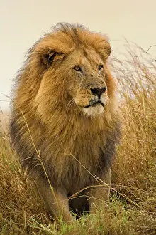 Lincoln: Old adult black maned Lion, Masai Mara Game