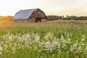 Prairie: Old barn and field of penstemon at sunset Prairie