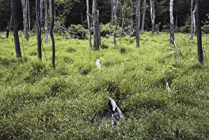 Transition: Old Beaver Pond