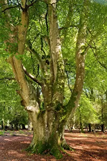 Pollard: Old Beech pollard in Knightwood Inclosure