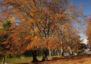 Fiery: Old beech trees in fiery autumn colour, with contemplative