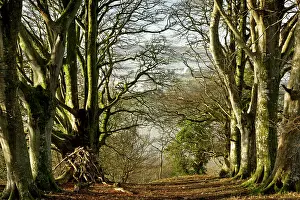 16th: Old Beech trees in Whiddon, or Whyddon Deer Park