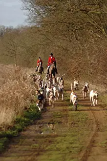 Alongside: Old Berks Hunt - Hunters on horseback with dogs alongside