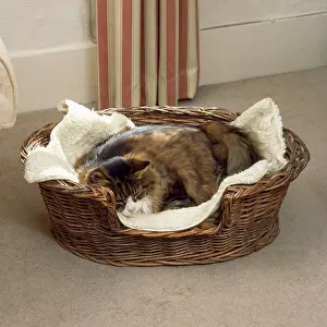 Dozing: Old CAT - Dozing in basket