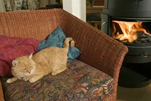 Infront: Old Cat - resting infront of fire