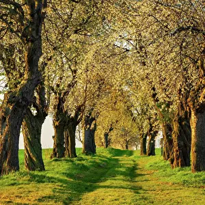 Burgenlandkreis: Old cherry avenue in spring, blossoming cherry trees