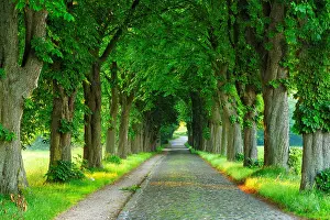 Germ: Old cobblestone street through Chestnut avenue in