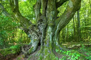 Germ: Old Common beech (Fagus sylvatica), Wood pasture