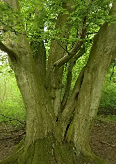 Coppice: Old coppiced hornbeams - Ancient mixed broadleaved woodland