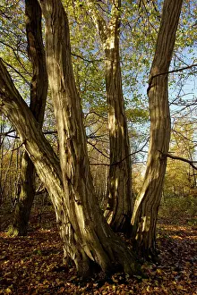 Coppiced: Old coppiced hornbeams - in autumn in Great Wood