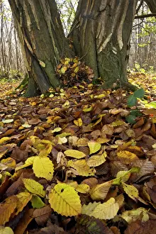 Coppiced: Old coppiced hornbeams - in autumn in Great Wood
