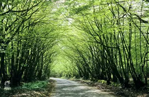 Coppice: Old Coppiced Hornbeams - on roadside woodland boundary banks