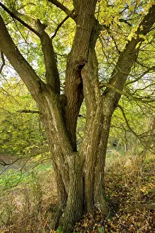 Coppiced: Old coppiced (or low pollard) Field Maple