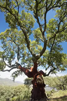Cork: Old cork oak tree - with bark removed