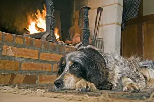 Fires: Old dog English Setter at rest with fire France