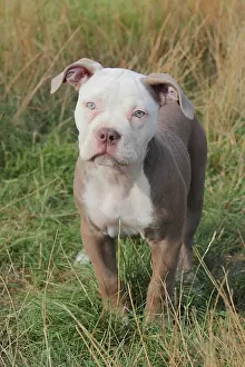 Wate: Old English Bulldog, puppy, 12 weeks old, Germany