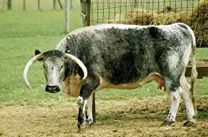 Feeder: Old English Longhorn CATTLE - at hay trough