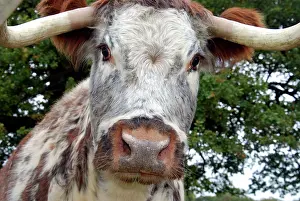 Establishment: Old English Longhorn cattle - used for conservation