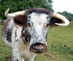 Establishment: Old English Longhorn cattle - used for conservation
