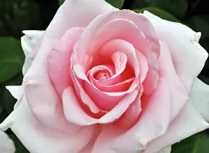 200620: Old English Rose, Cathedral precinct, Canterbury