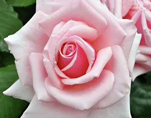 200620: Old English Rose, Cathedral precinct, Canterbury