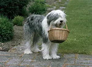 270819: Old English Sheepdog