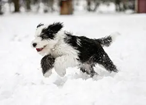 Predat: Old English Sheepdog, puppy, 4 months, running in